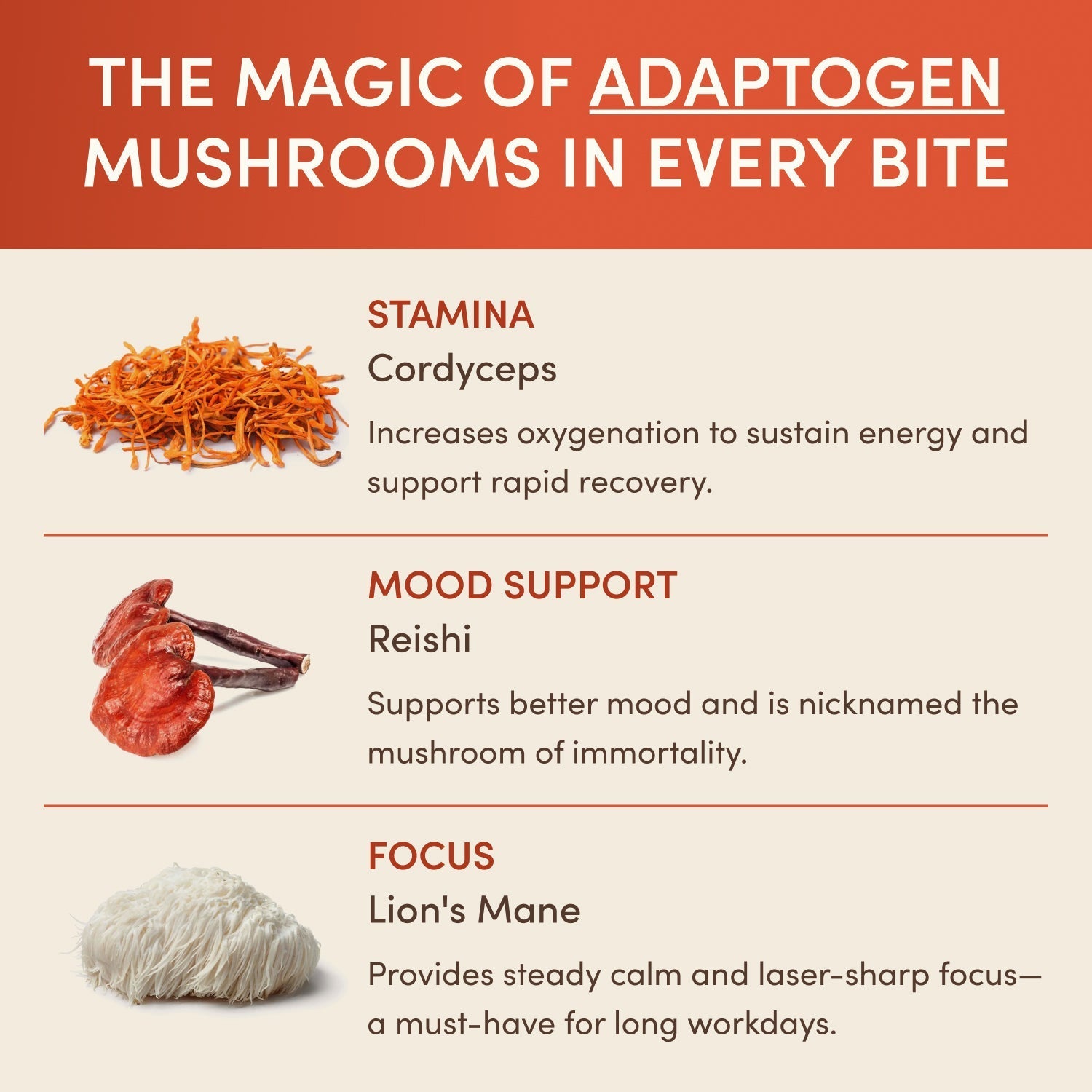 Chocolate Indulgence Bundle